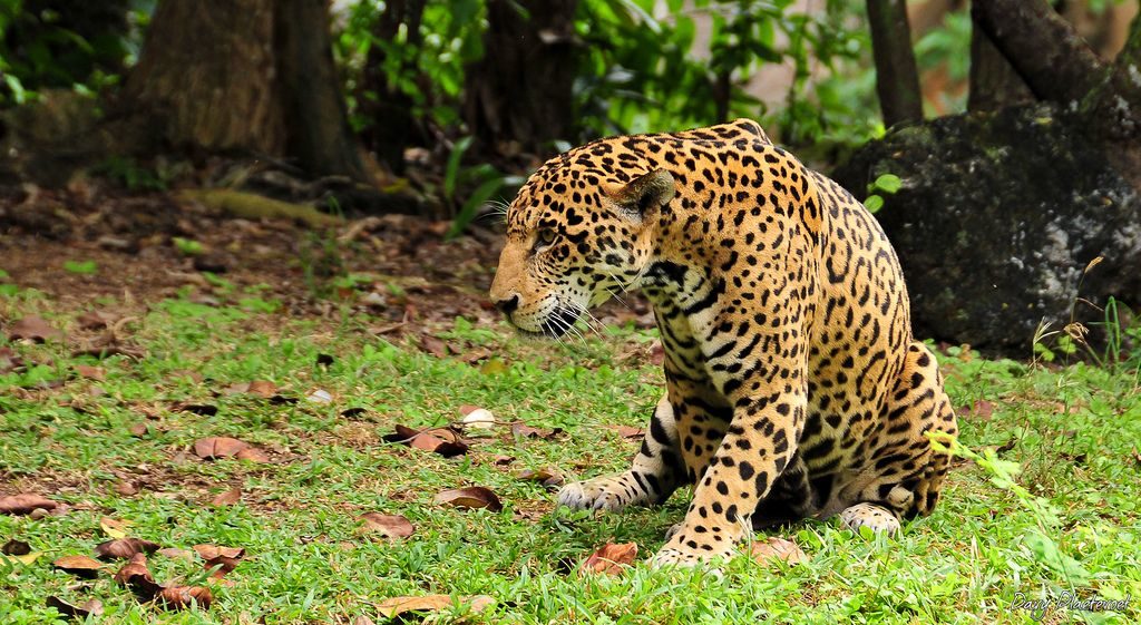 jaguar en la riviera maya