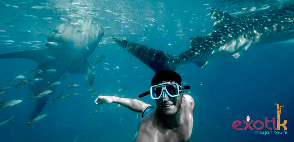 tiburón ballena en Riviera Maya