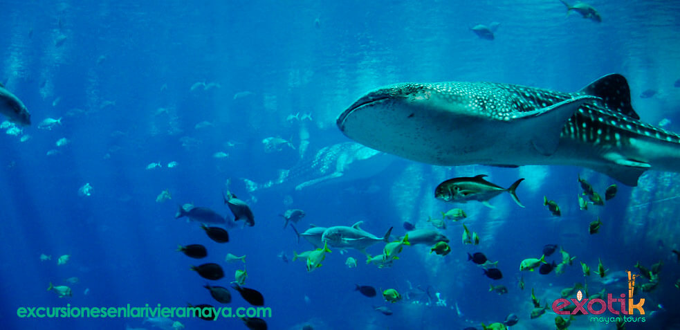 tiburón ballena en Riviera Maya
