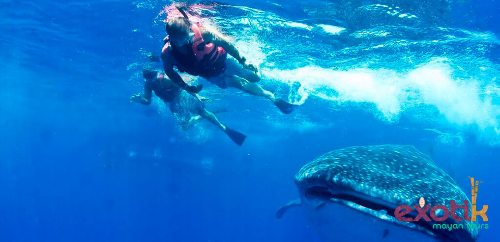 Buceo Riviera Maya