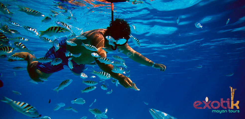 Buceo Riviera Maya