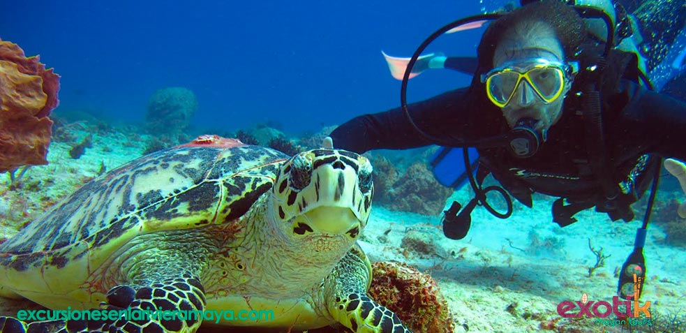 Nadar con tortugas en Riviera Maya