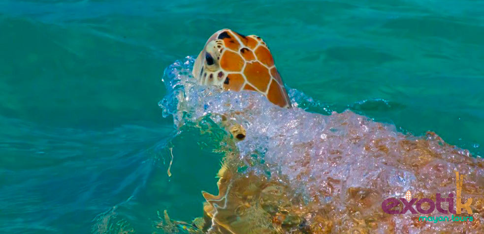 Buceo Riviera Maya