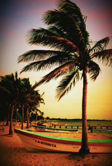 Palmeras