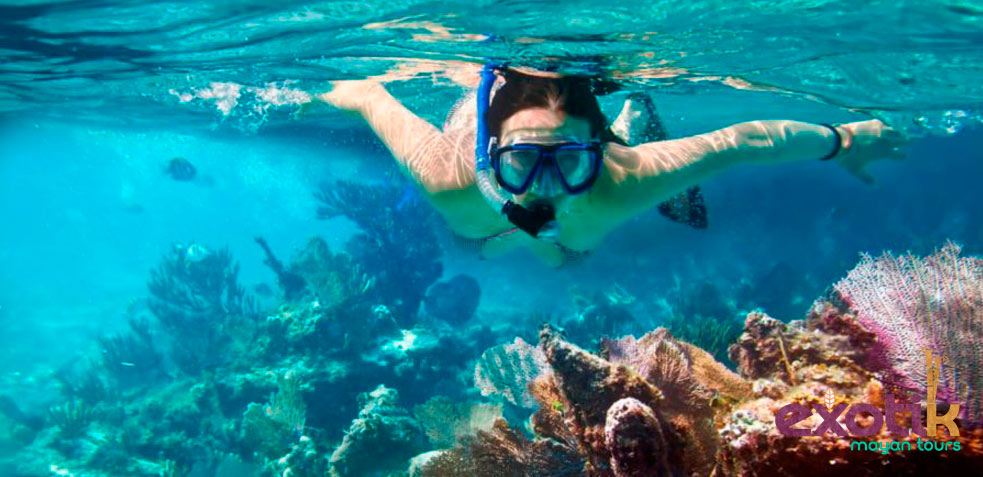 akumal-tortugas
