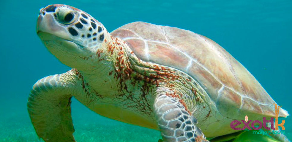 akumal-tortugas