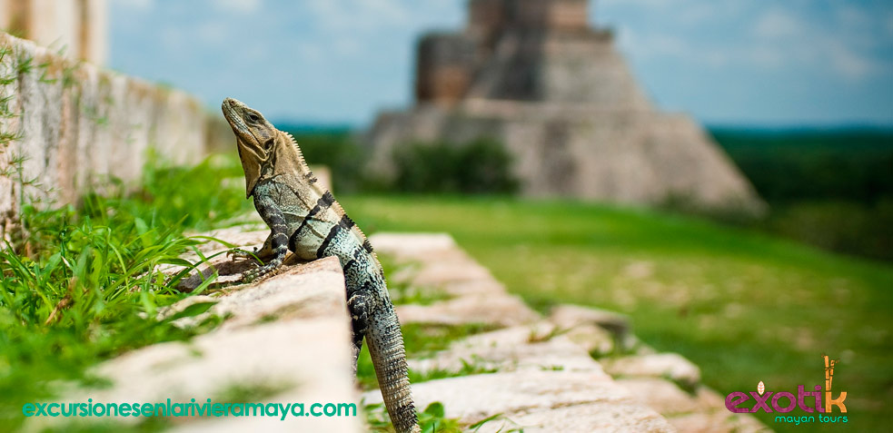 imprescindibles riviera maya