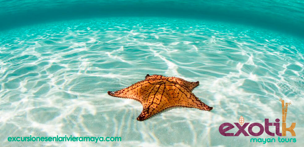 excursiones riviera maya