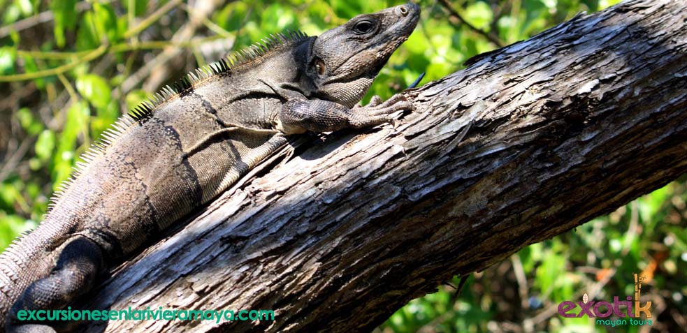 iguana en holbox