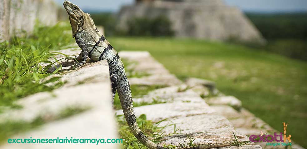 excursiones-riviera-maya-tripadvisor