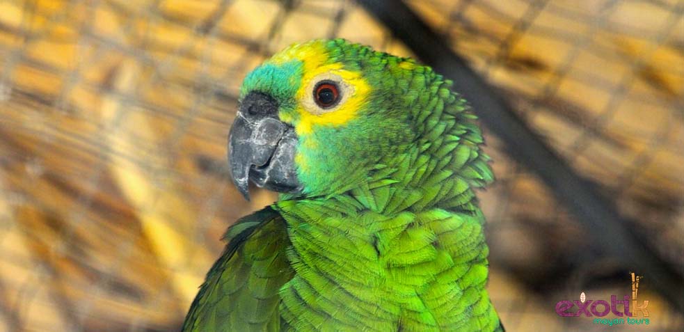 Amazona