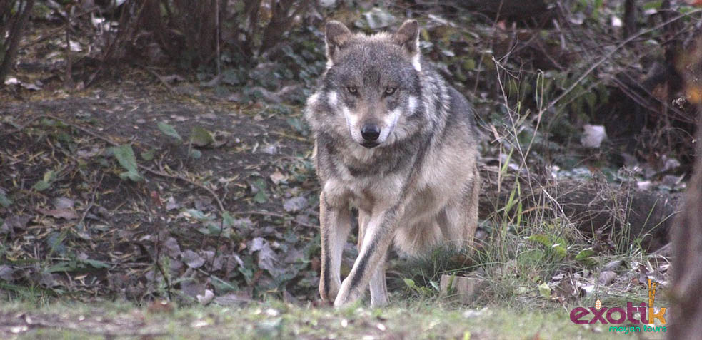 Lobo mexicano