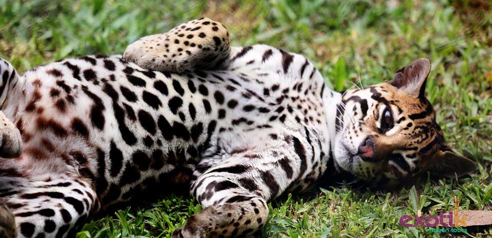 OCELOTE