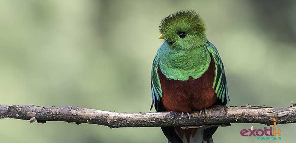 QUETZAL