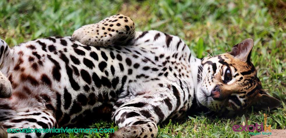 animales de mexico