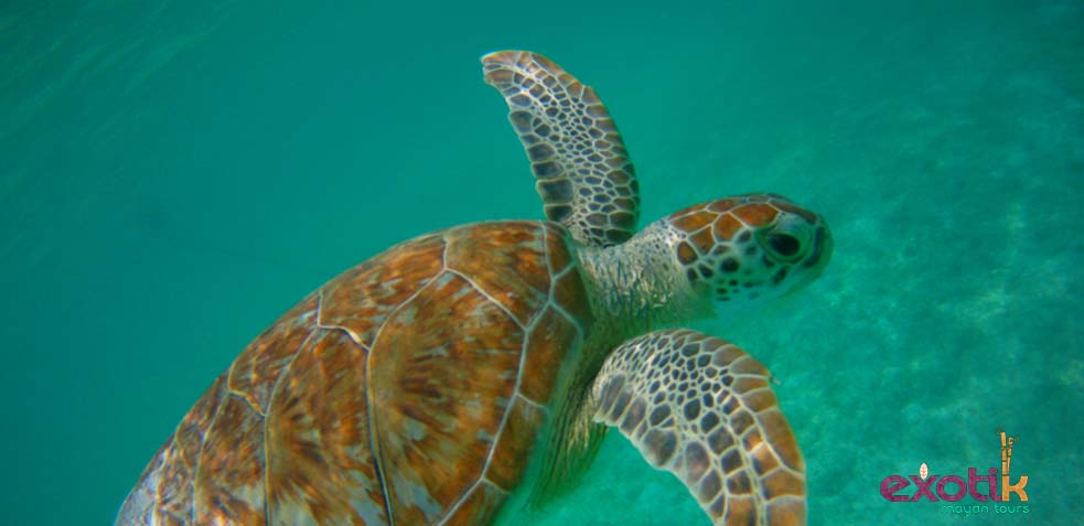 tortuga marina