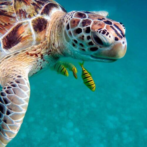 tortuga
