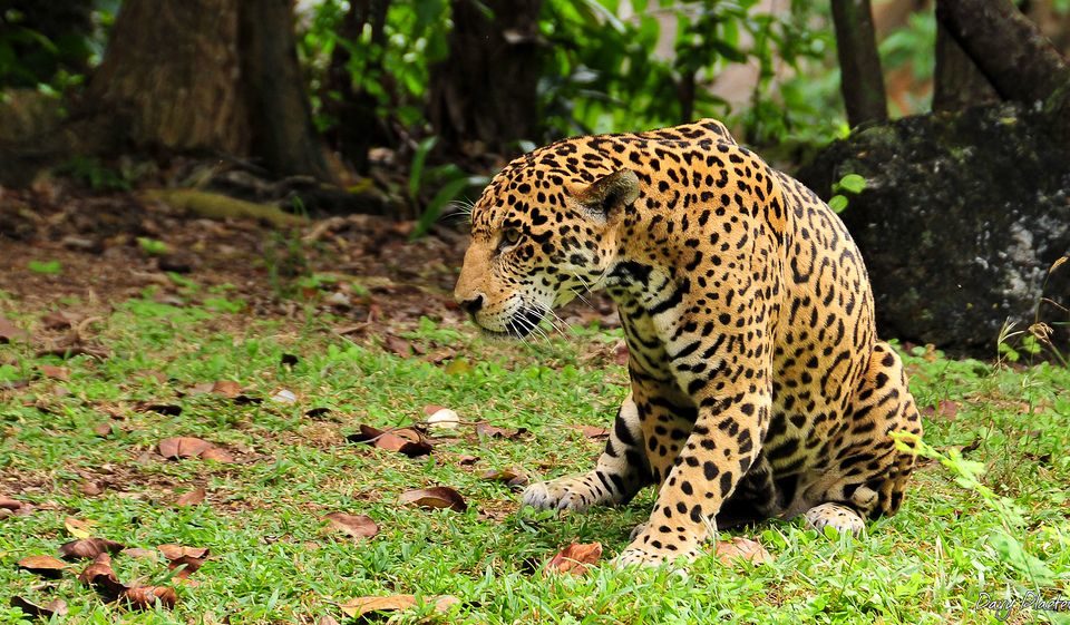 jaguar en la riviera maya