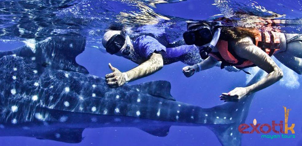 tiburón ballena en Riviera Maya