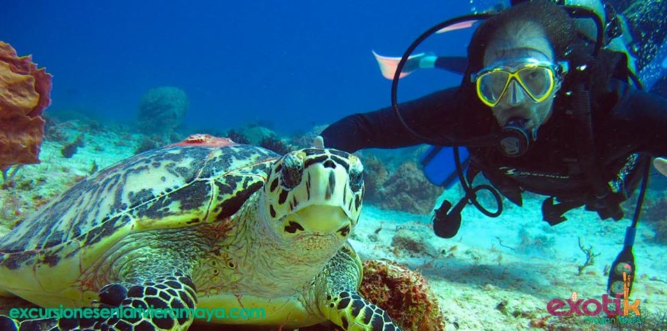 Nadar con tortugas en Riviera Maya