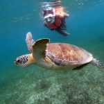 snorkel-tortugas-akumal