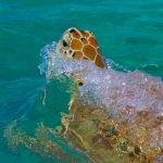 tortugas-sian-kaan
