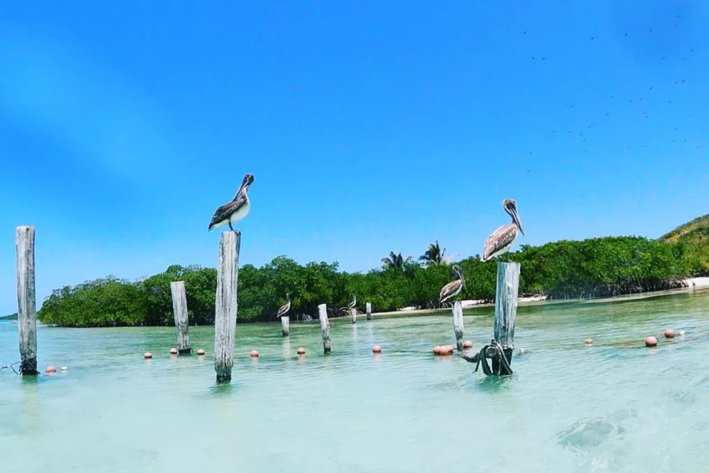 Pelícanos sobre postes de madera en la laguna de Holbox