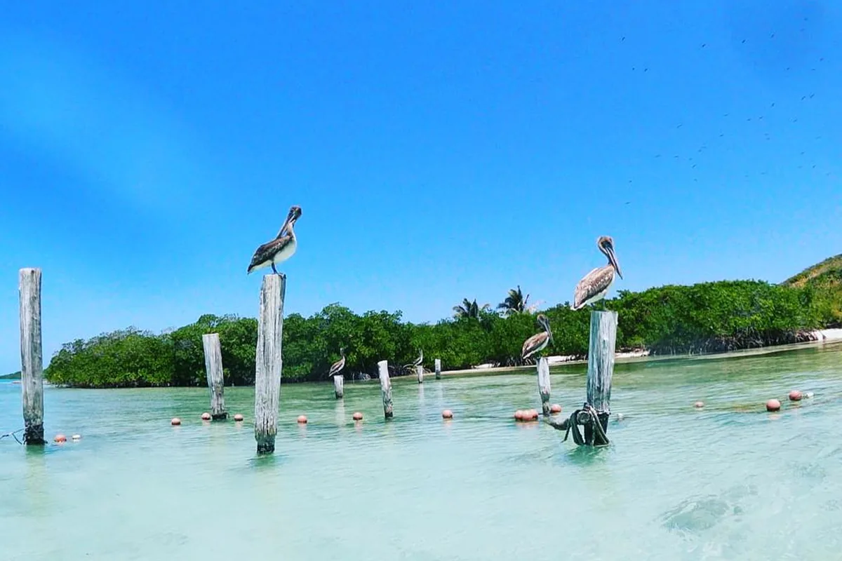 Pelícanos sobre postes de madera en la laguna de Holbox