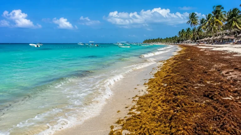 Playa del Caribe con sargazo en la orilla en la Riviera Maya